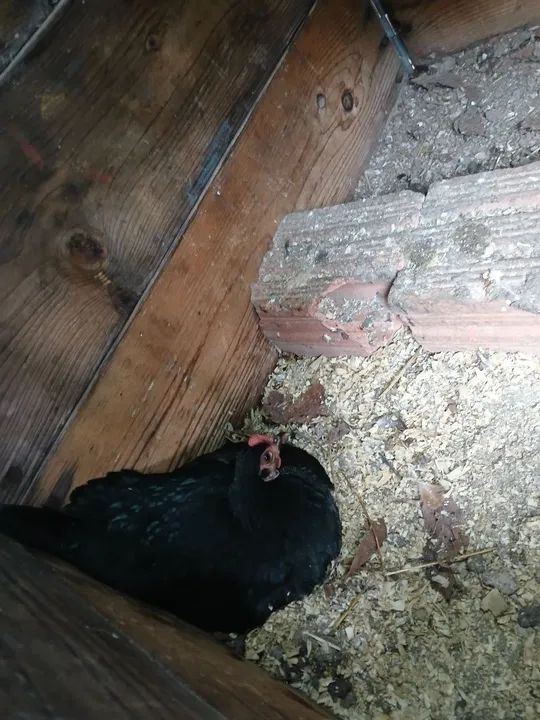 Garnizés a venda - Foto 5