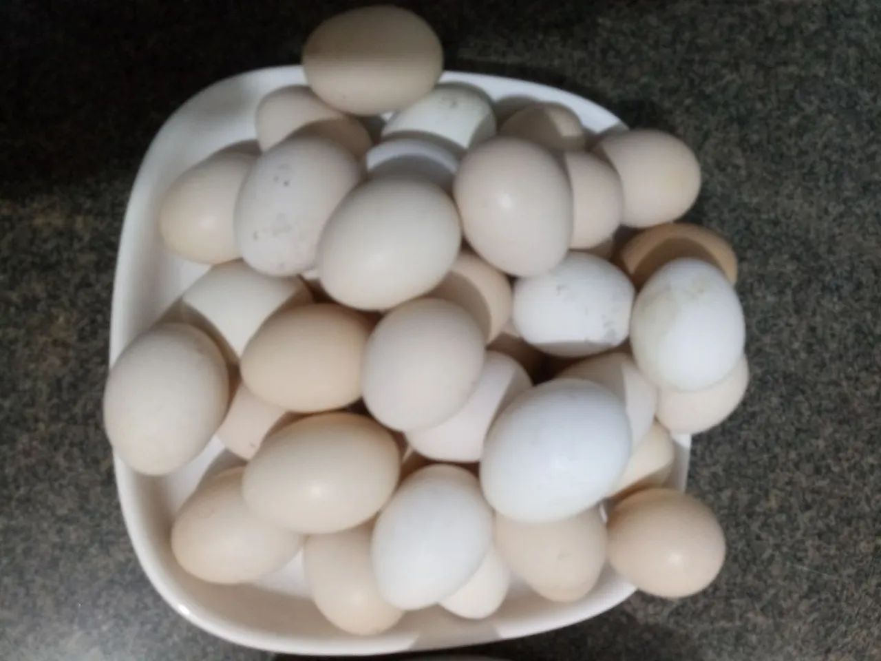 Ovos galados férteis  - Foto 2