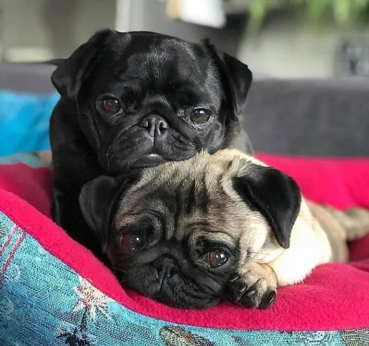 Dois filhotes de Pug para venda