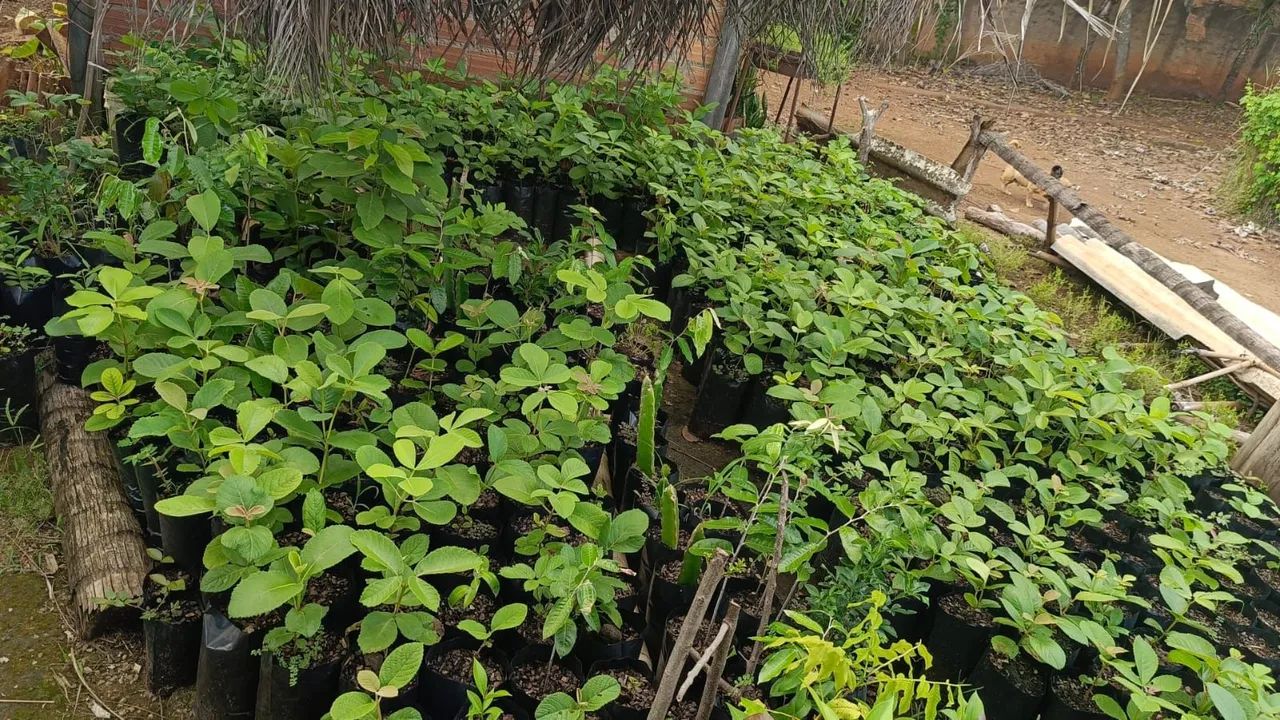 Mudas de Figueira, e mudas de Pequi do Xingú  - Foto 3