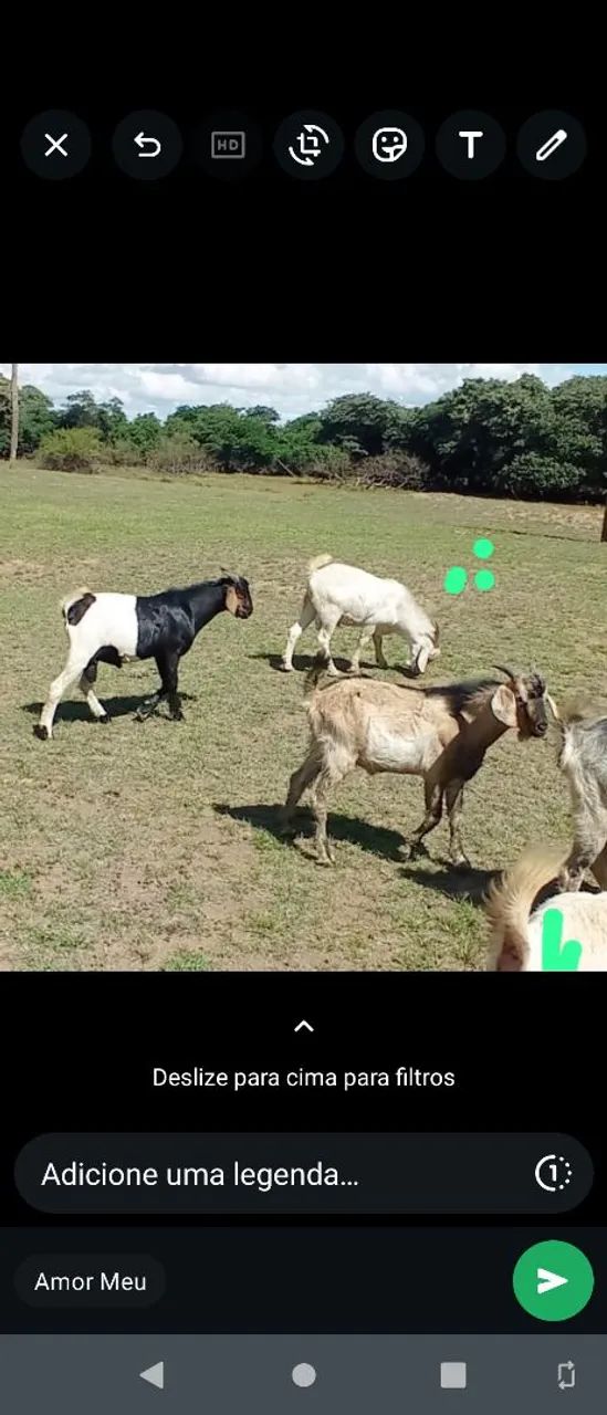 Bodes para venda - Ótimos para criação! - Foto 5