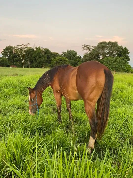 Potro Quarto de milha PO  - Foto 3
