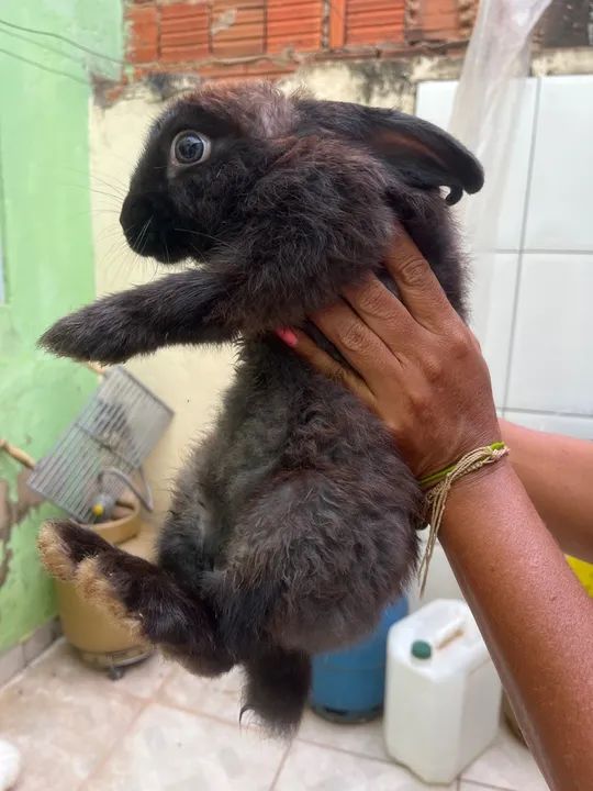 Coelhinhos Branco e Preto- Fofo e Carinhoso - Foto 6