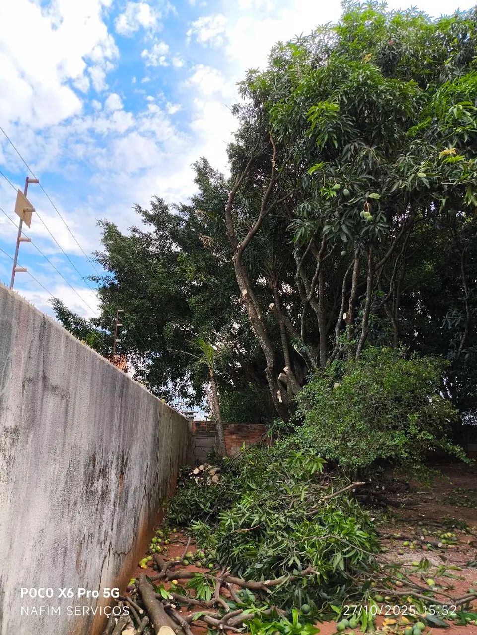 Serviços de jardinagem em geral  - Foto 4