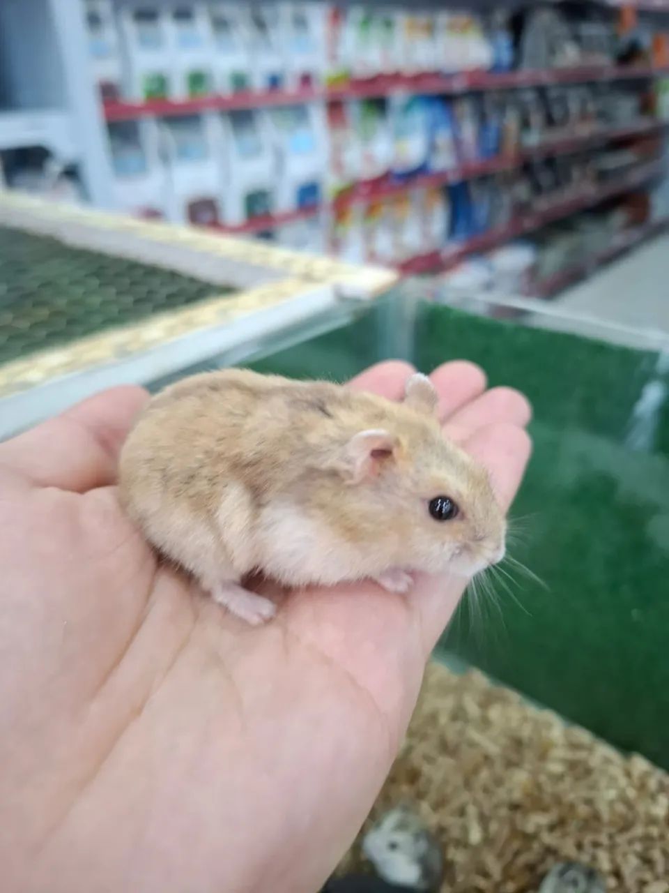 Hamster anão russo