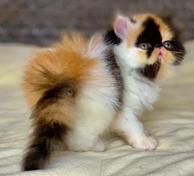 Show De Gata Persa filhote Feméa tricolor pelo longo extremadissima,C/55 Dias Super Linda. - Foto 2