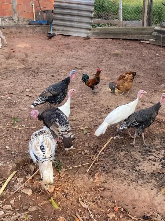 perus para venda! - Foto 2