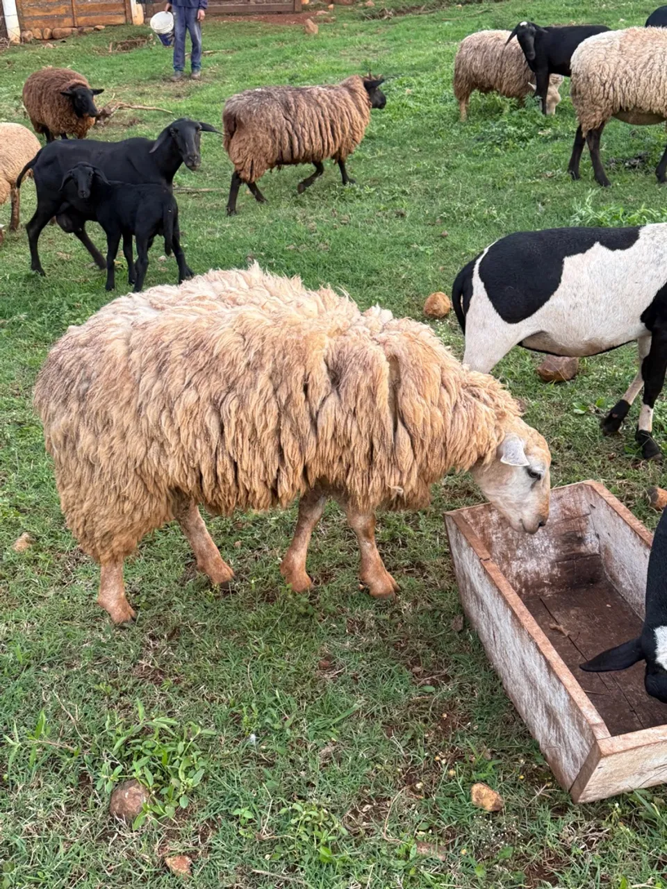 Borrego / Carneiro reprodutor Texel puro