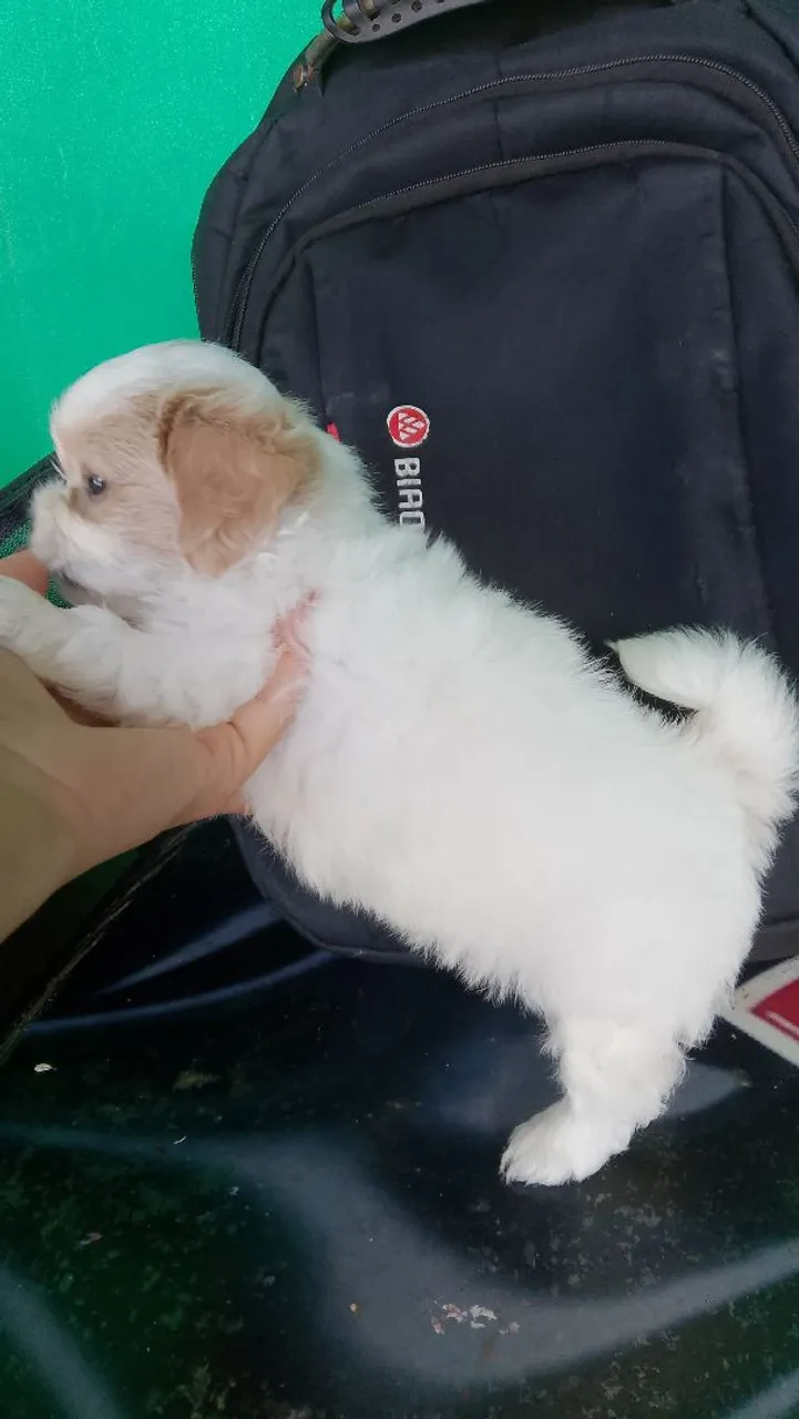 Filhote de Lhasa apso