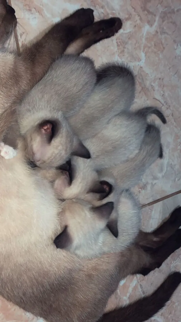 Doação de gatinhos filhote