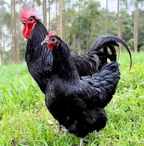 Gigante Negro de Jersey. Ovos férteis  - Foto 2