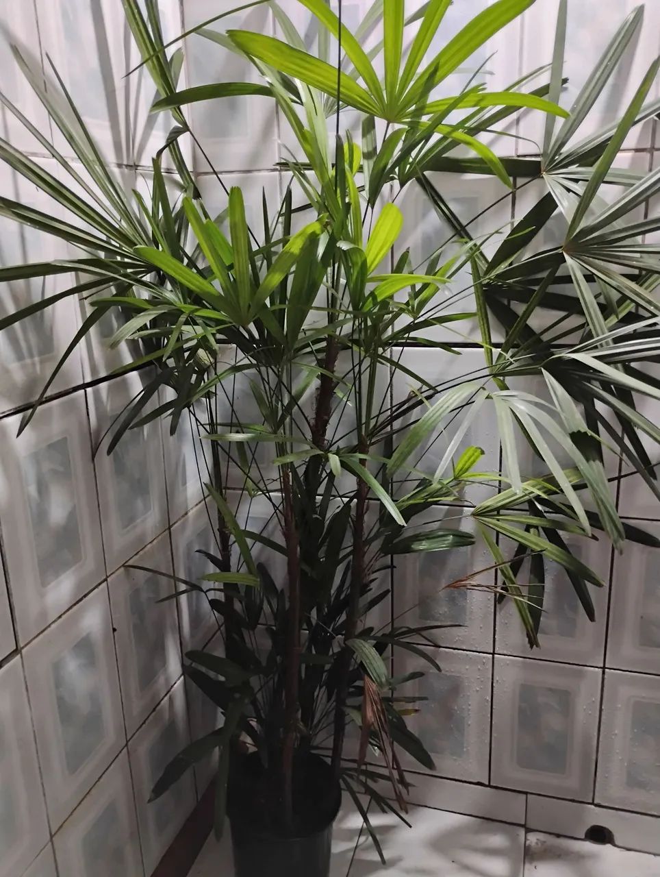 Planta Palmeiras - Ráfia 