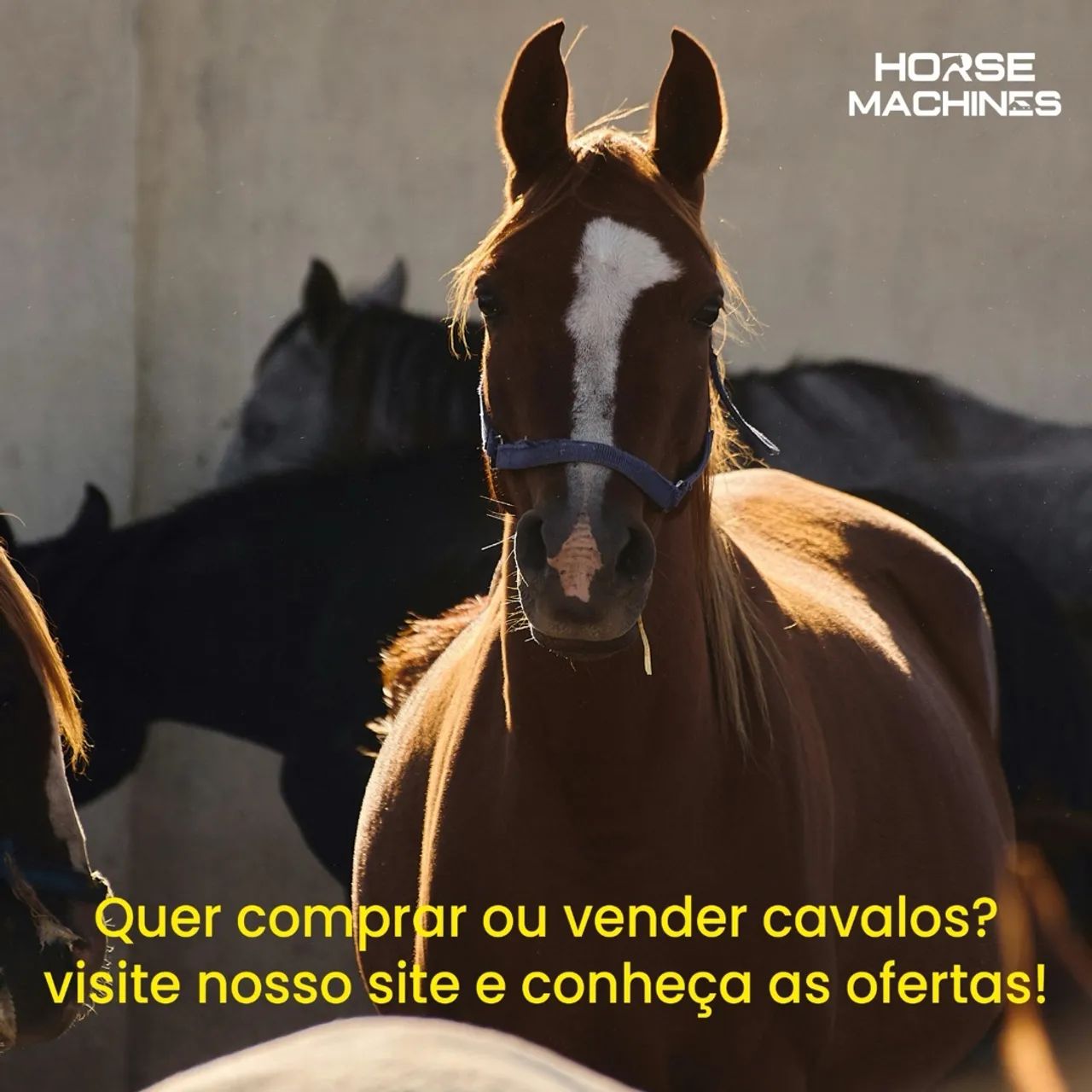Conheça a Horse Machines. - Foto 4