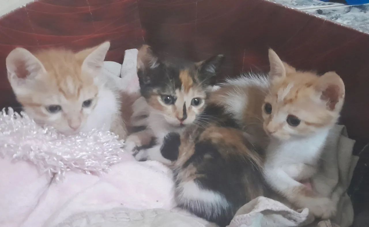 Doação responsável 