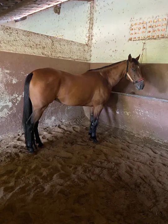 Égua de direita com papel 1/2 