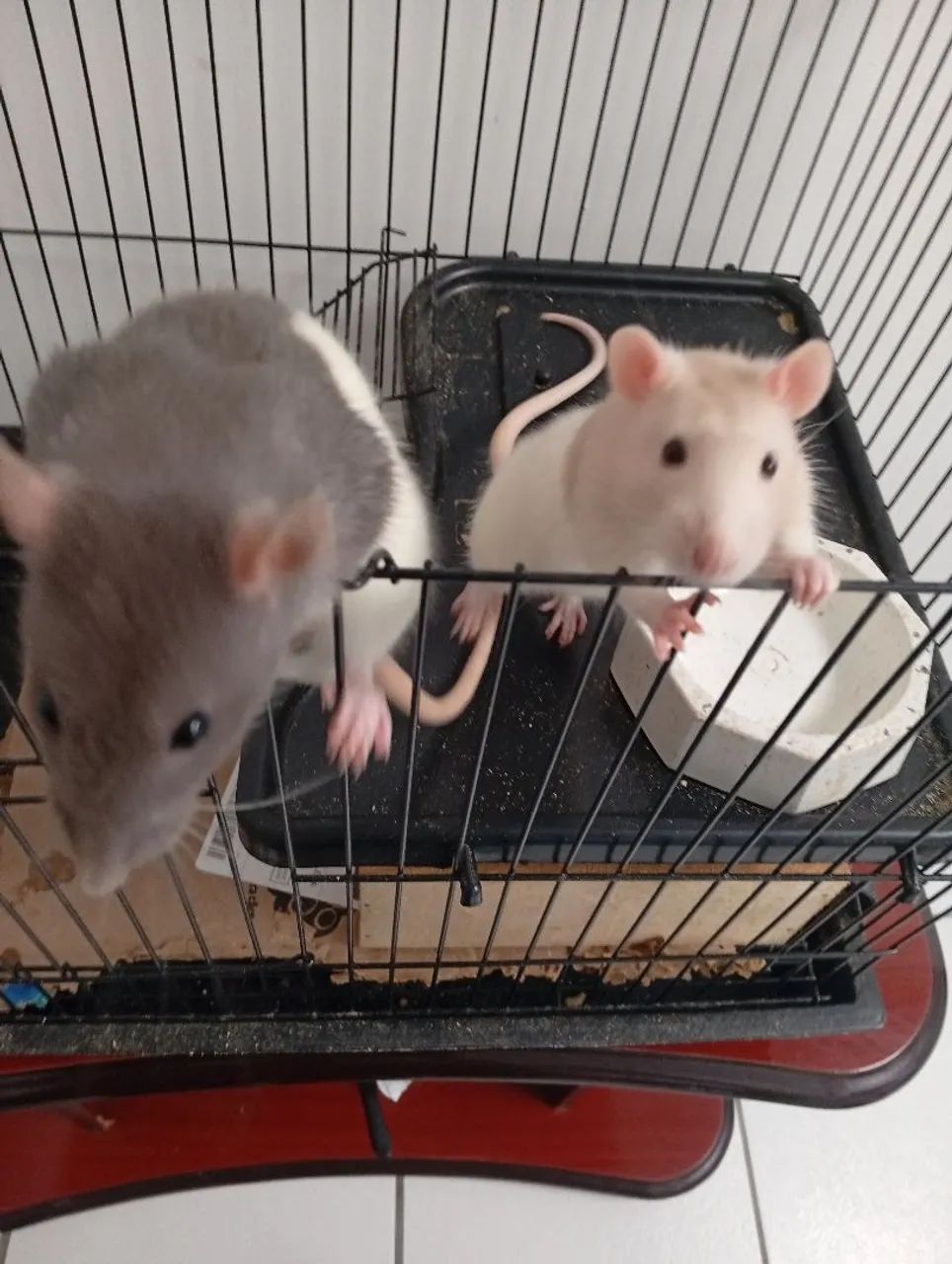 Ratos Twister  - Foto 3