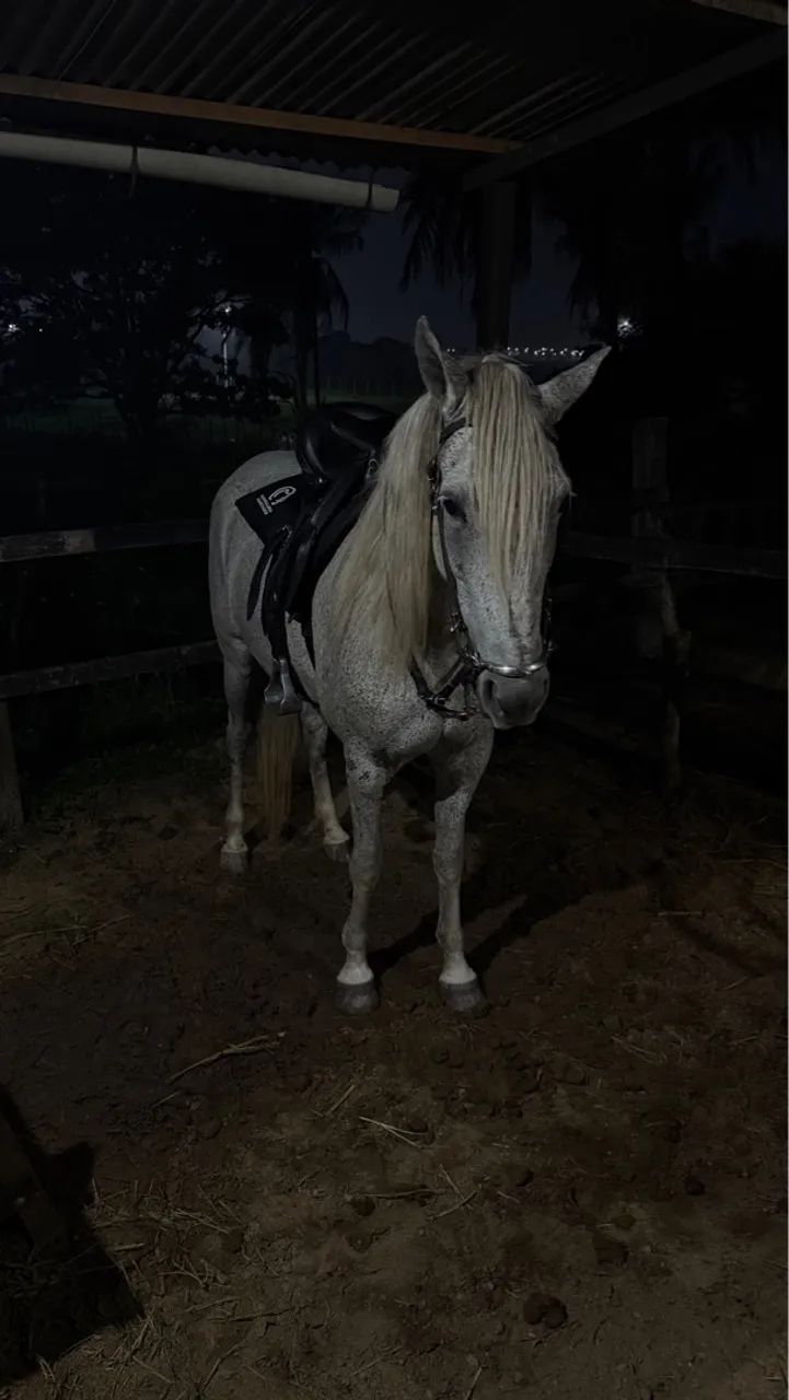 Égua de patrão,Manga Larga,Marcha picada.