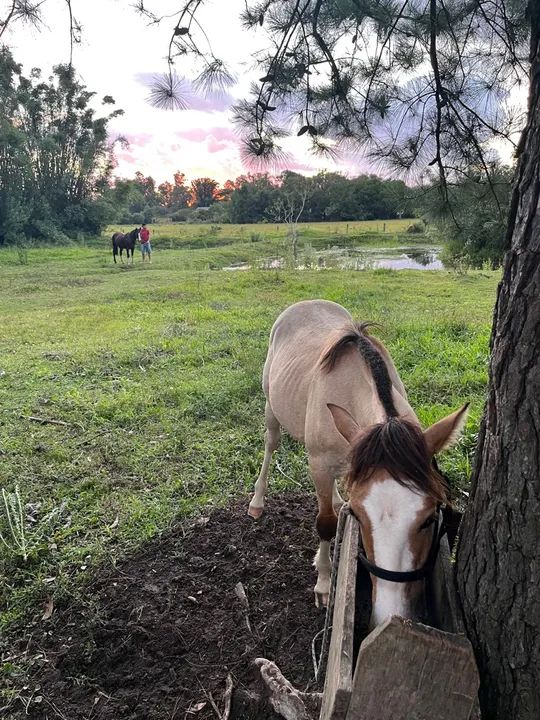 Potra crioula - Foto 5