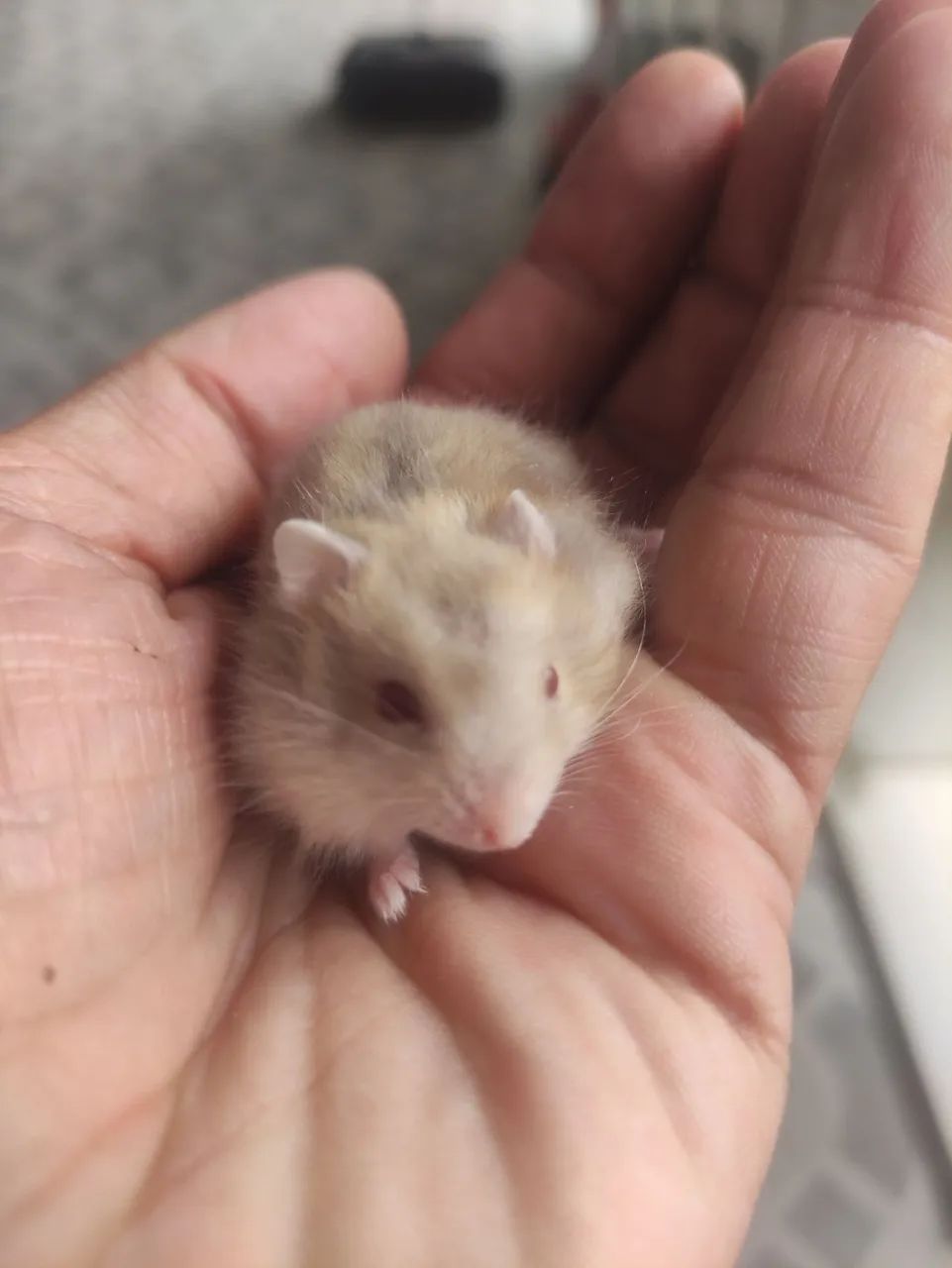 Hamister anão russo 64169288030337123