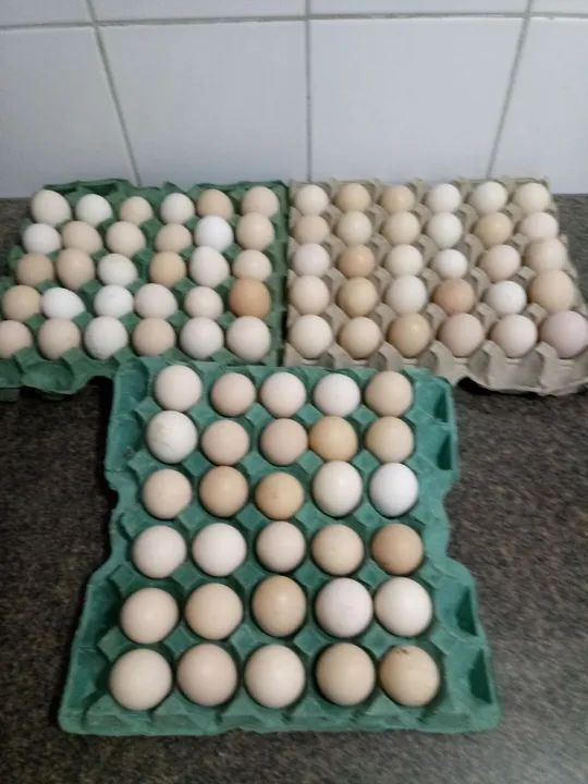 Ovos galados férteis 