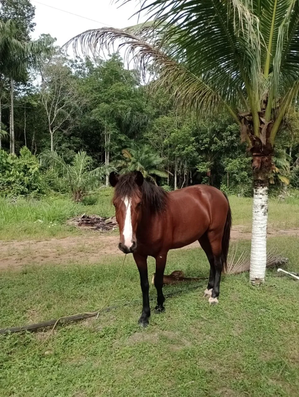 cavalo lindo 