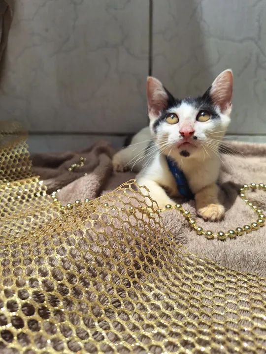 Gatinho disponível para adoção - Foto 2
