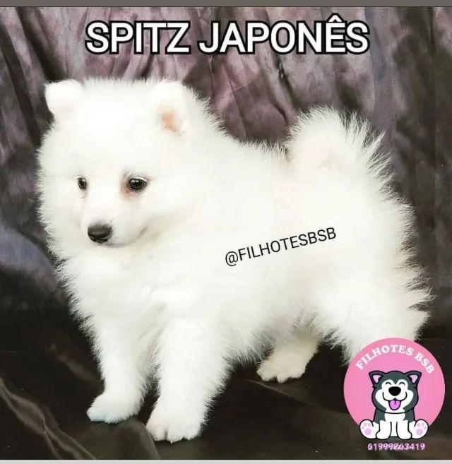 Spitz Japonês - mini samoeda - Foto 3