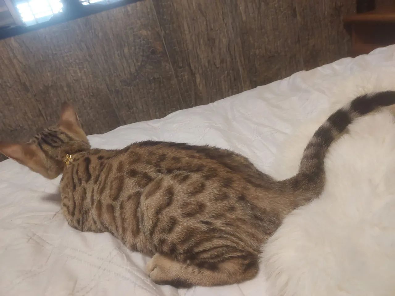 Gatinho Bengal de 3 meses, lindo e brincalhão - Foto 5