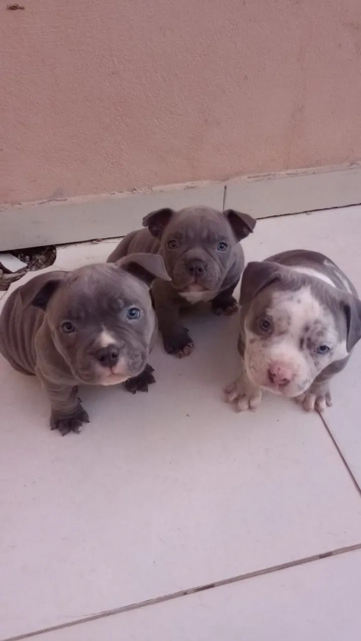 Filhotes de American Bully ,todos com pedigre,1 vacina ,