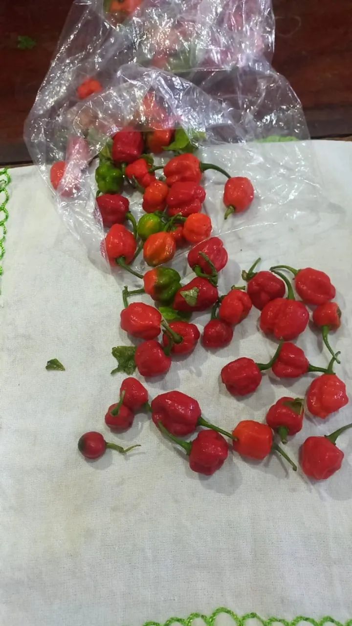 Pimenta dedo de moça - Foto 5