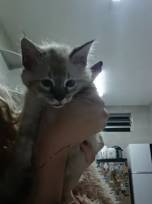 Filhote de gato para doação / adoção - Foto 2