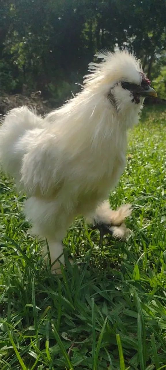 Galo Sedosa do Japão  - Foto 5