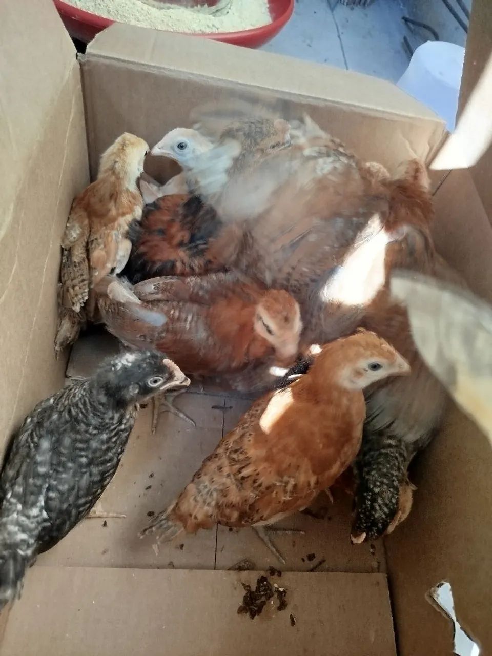 Pintinhos postura e caipira - Foto 4