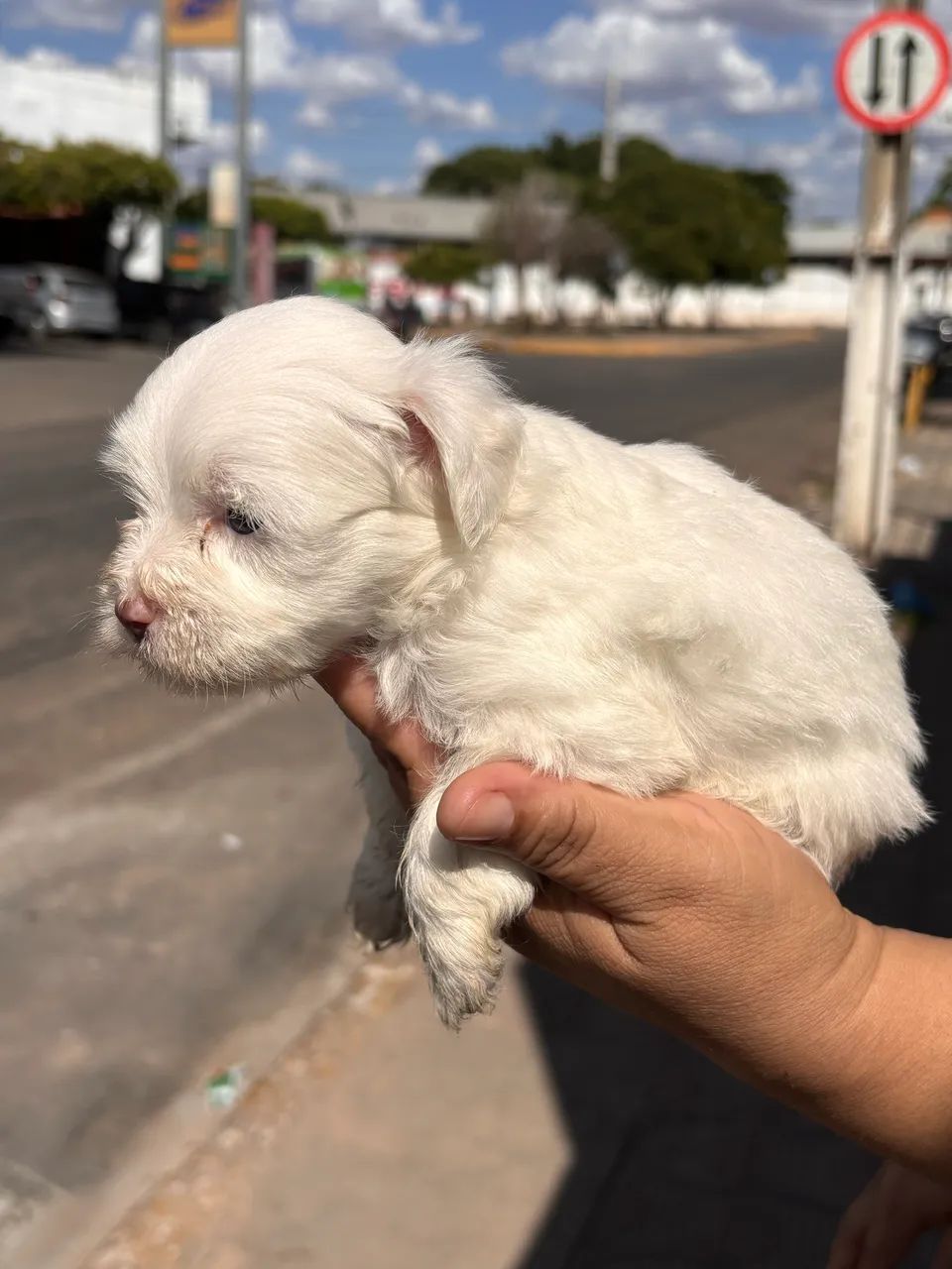 Fêmea Branca de Poodle Toy - Foto 3