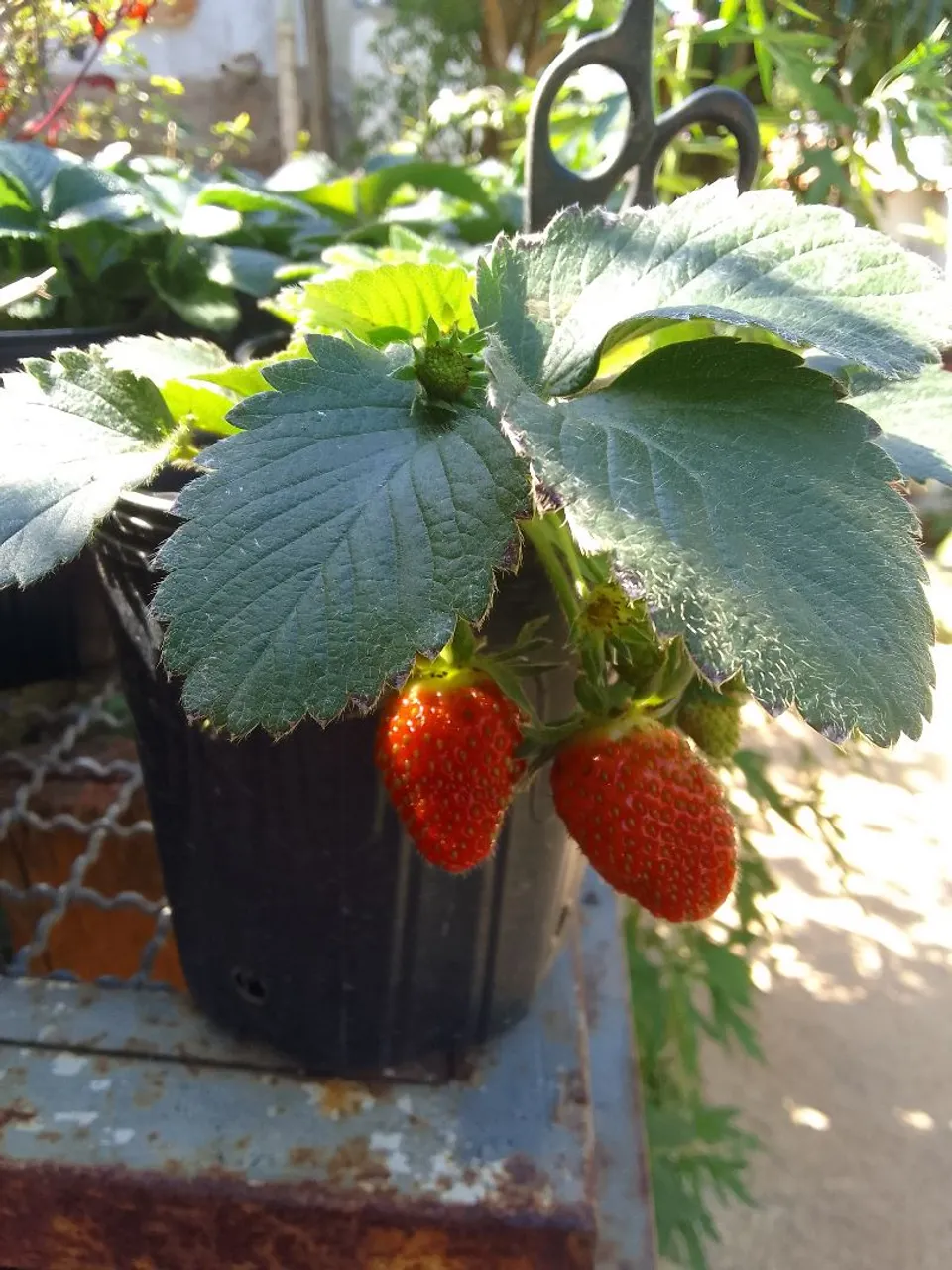 Morango