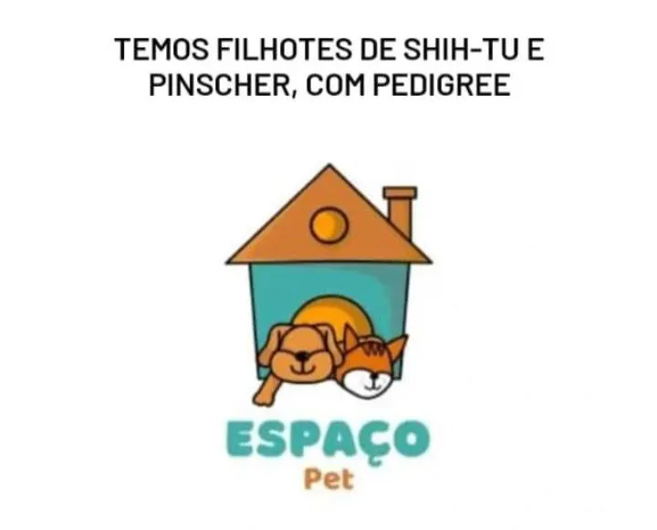 Filhotes de shitzu e pinscher