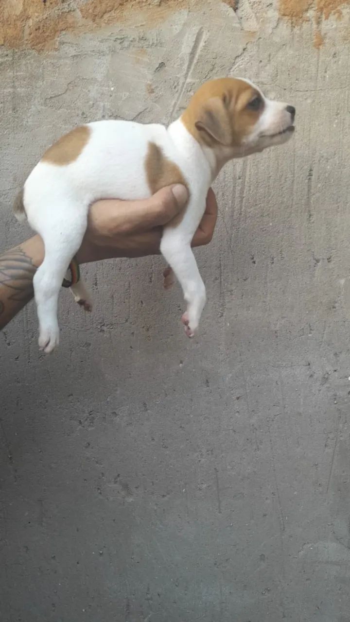 Filhotes de cachorro - Foto 4