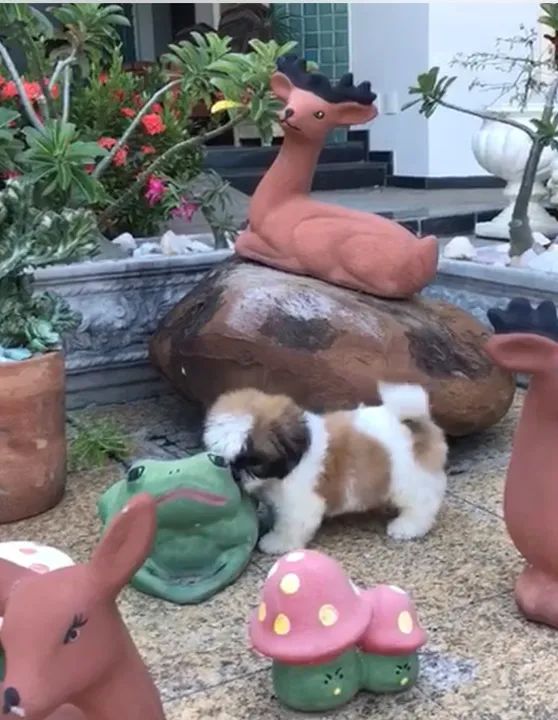 Shih-tzu com pedigree + kit acessórios  - Foto 4