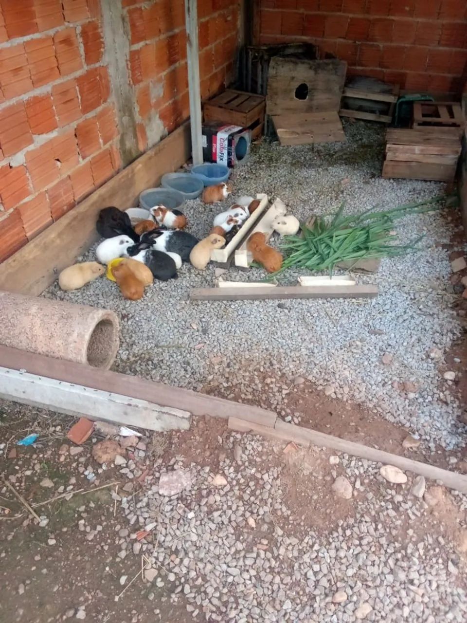 Coelho epets, pouquinho da índia (casal)