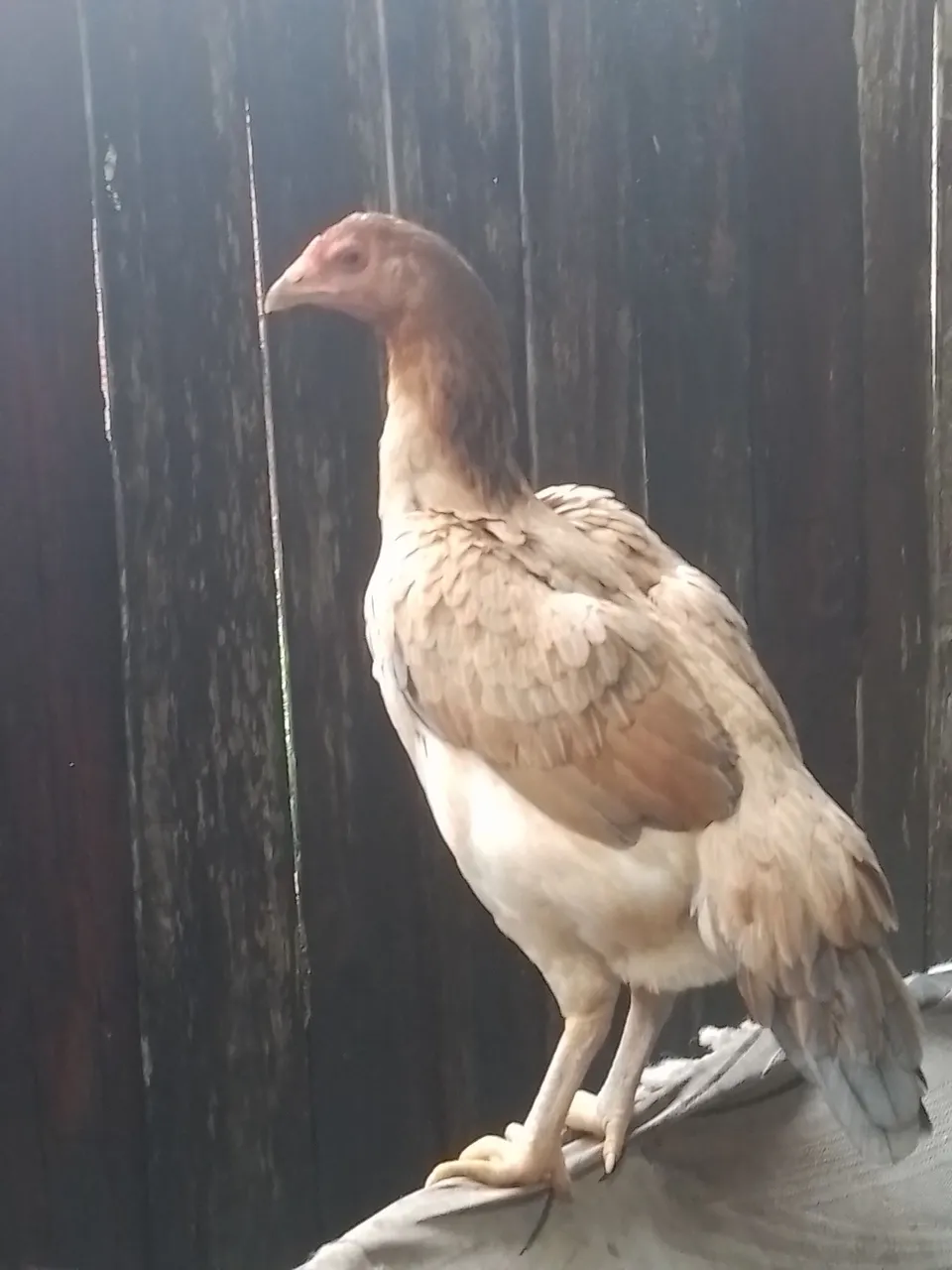Galinha Carioca