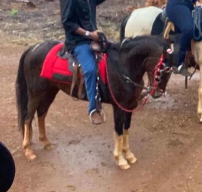 Cavalo piquira - Foto 4