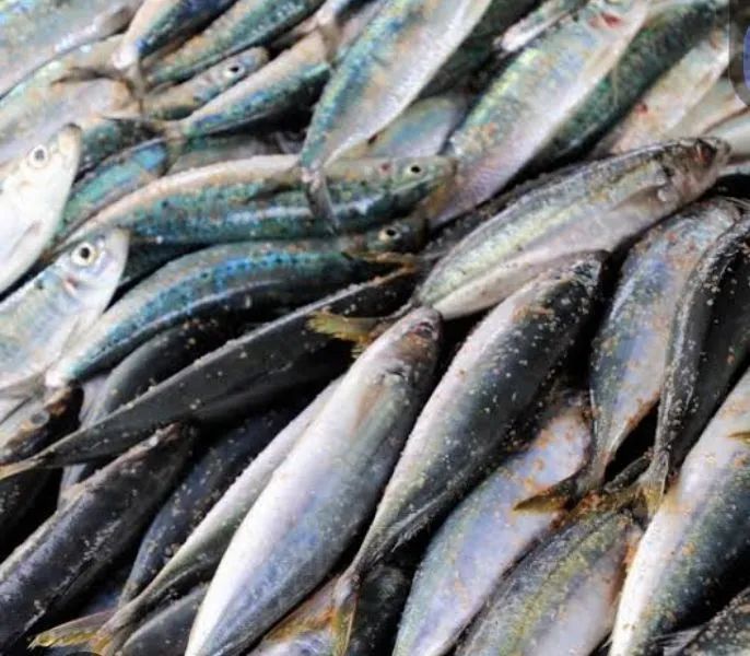 Vendo sardinha fresca 