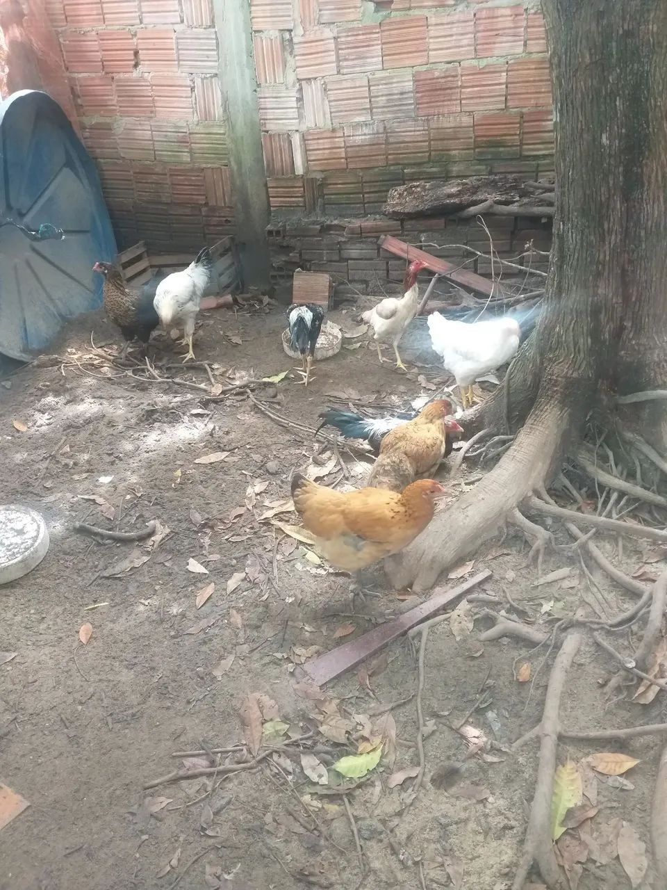 Pintos e galinhas - Foto 2