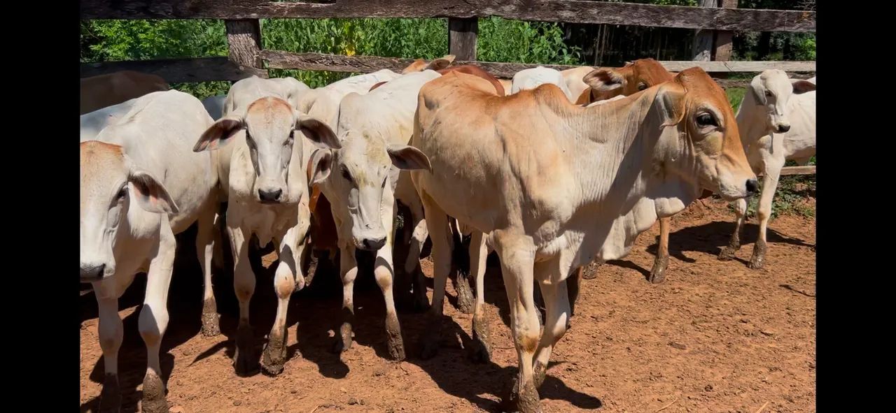 16 bezerras  - Foto 5