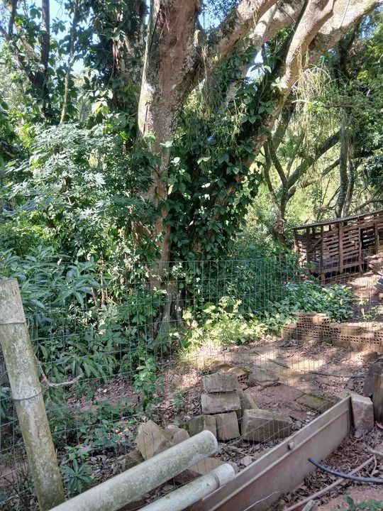 Sítio com pomar e casa sede - Foto 4