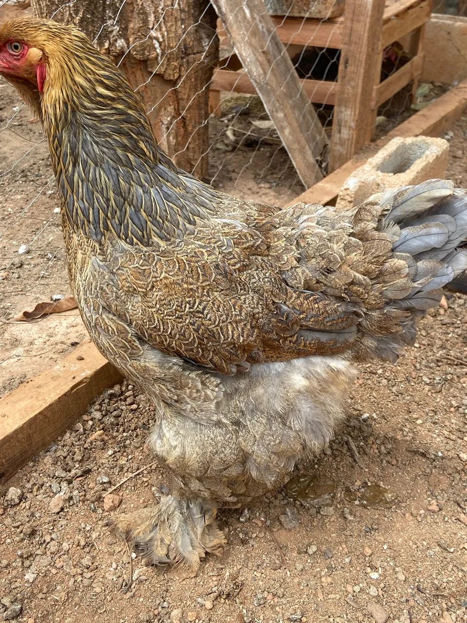 Ovos Brahma Perdiz GALADO! - Foto 3