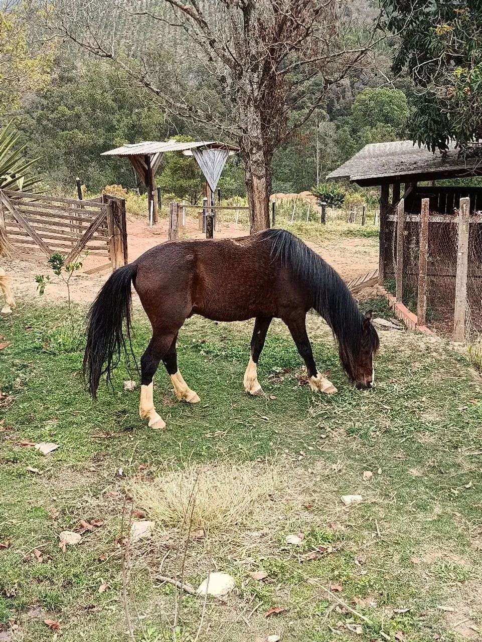 Cavalo manga larga Paulista - Foto 2