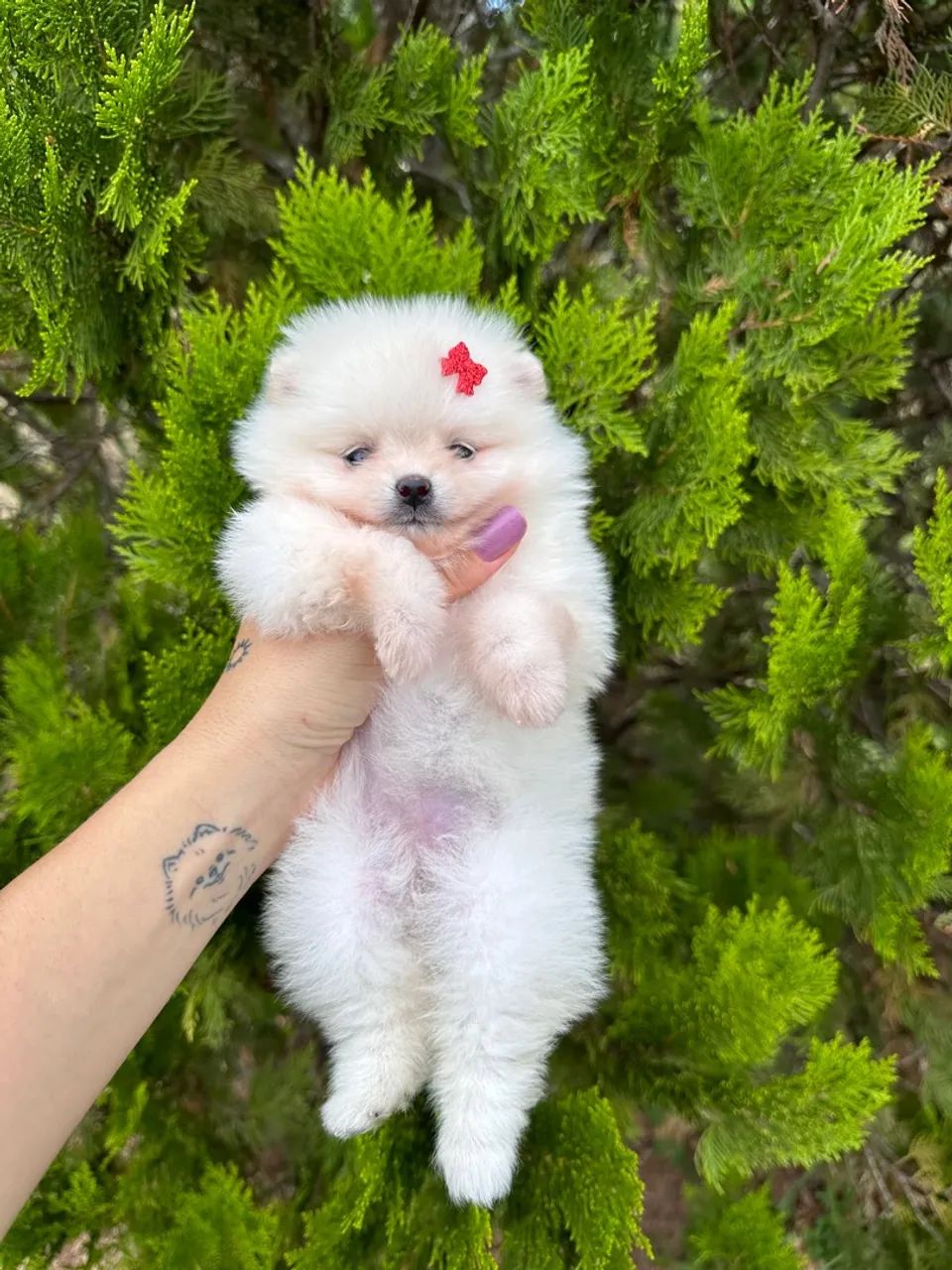 Filhote de Spitz Alemão - fêmea branca / pedigree  - Foto 3