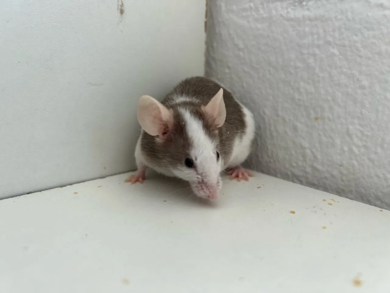 Rato camundongo 