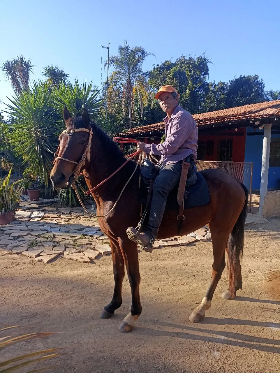 Cavalo para venda